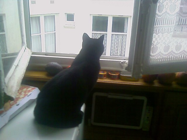 2007-12-13 Panier a chats_l.jpg